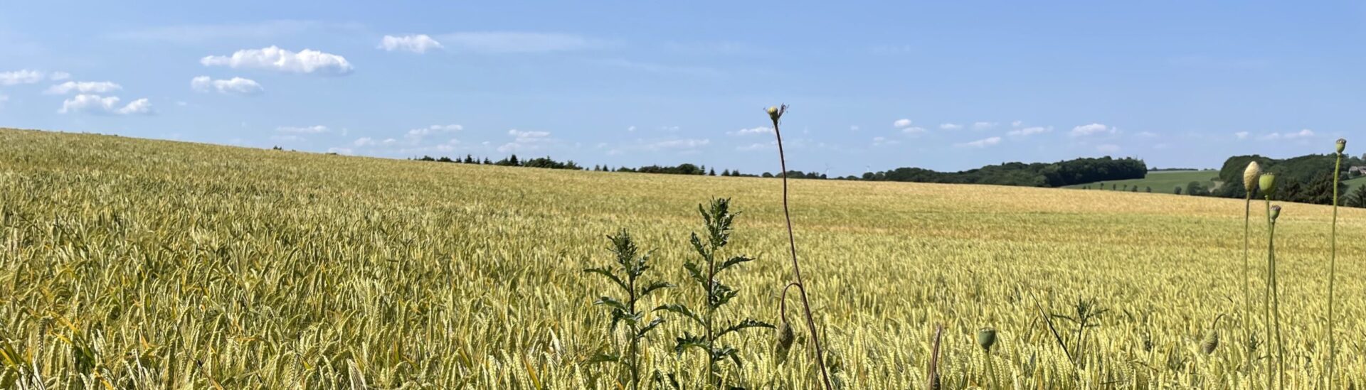 Psykolog Tine Willads Rasmussen